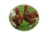 LA VOLAILLE FERMIERE LABEL ROUGE