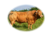 LE BŒUF (viande limousine)