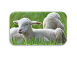 L’AGNEAU du Périgord (label rouge IGP)
