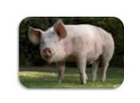 LE PORC FRANCAIS